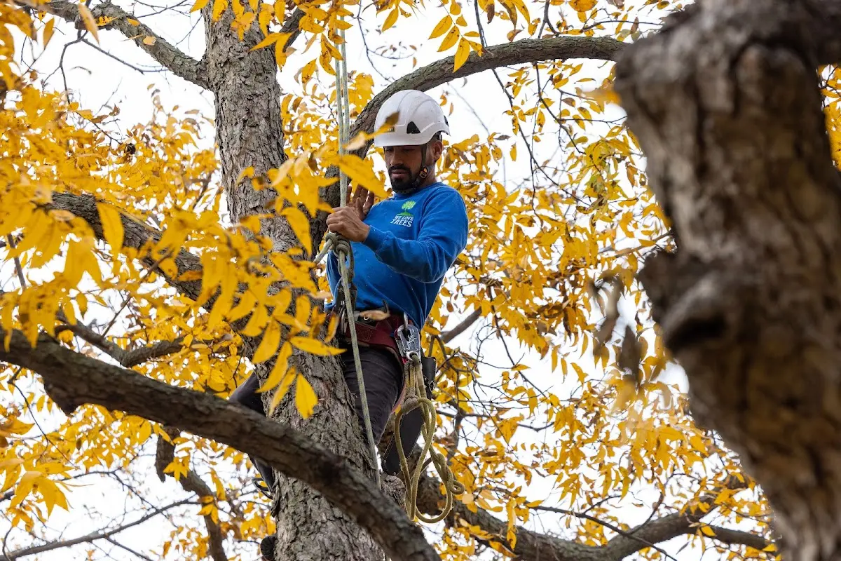 Skilled Tree Trimming crew working in Broken Bow